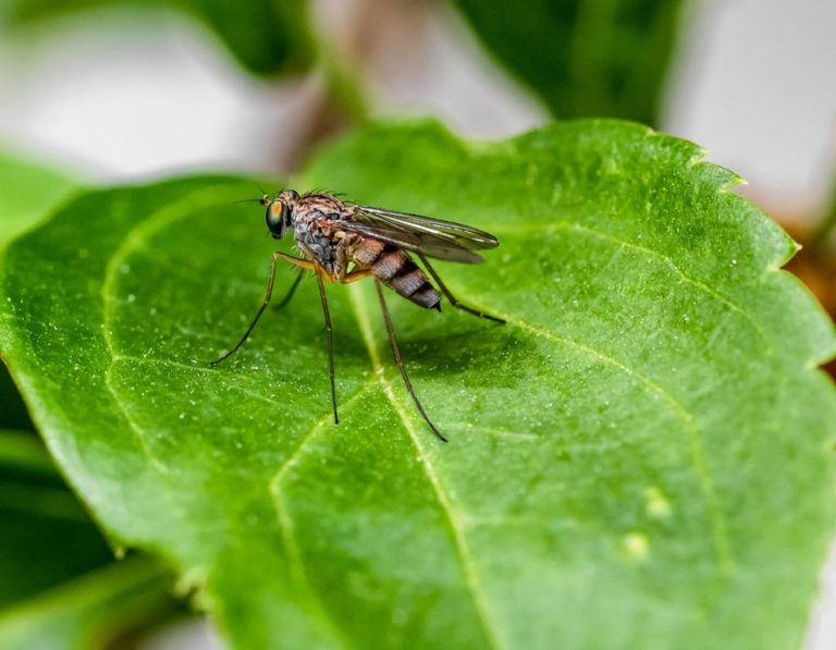 Komary, a ogródek – jak skutecznie unicestwić te insekty w naszym ogródku?
