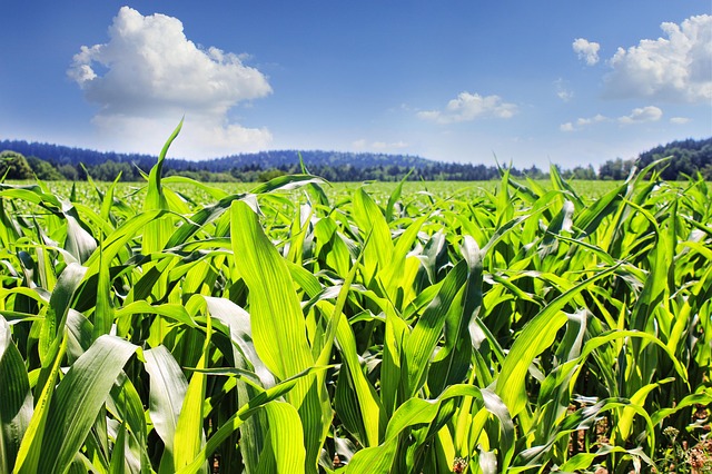 Ochrona zbóż przed chwastami za pomocą herbicydów selektywnych